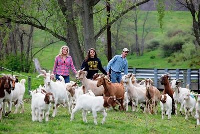 Farming goats picture
