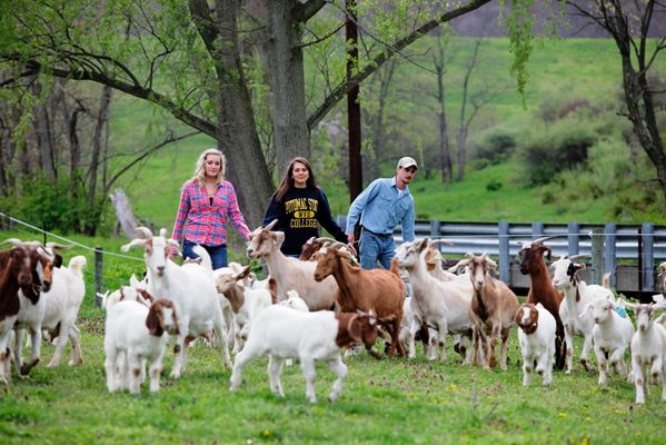  Potomac State College of WVU’s Upper Farm, adjacent to the College. Agriculture Students Shelby Boatwright, Jaclyn “Jackie” Cleaver and Eric Husick were herding meats goats to the barn. 
