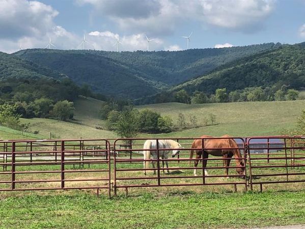 Horses on the WVU Potomac State College farm